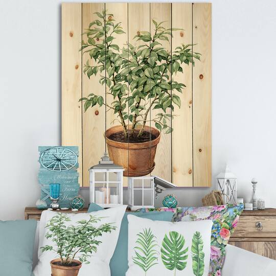 Designart - Ficus Benjamina In Clay Flowerpot